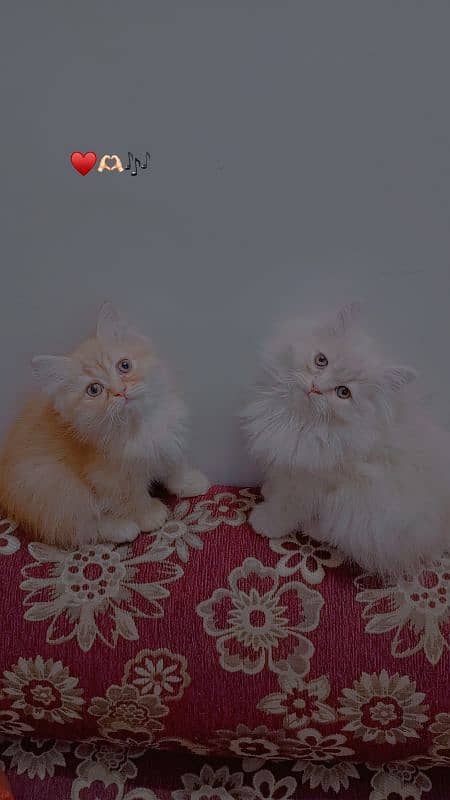 kittens available 0