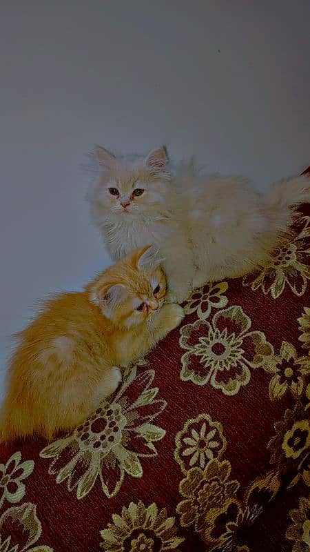 kittens available 1