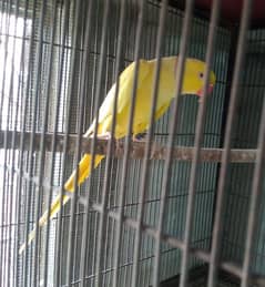 Meray ps. yellow bird ferdile egs available hen