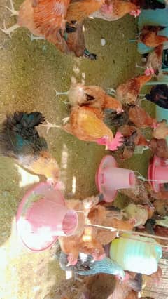 Golden misri Eggs laying females for sell