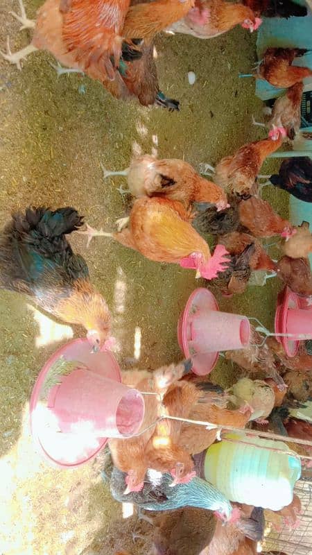 Golden misri Eggs laying females for sell 0