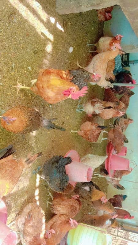 Golden misri Eggs laying females for sell 1