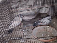 9 pigeons for urgent sale 03180700989 whatsapp