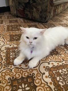 WHITE PERSIAN TRIPLE COATED CAT FOR SALE