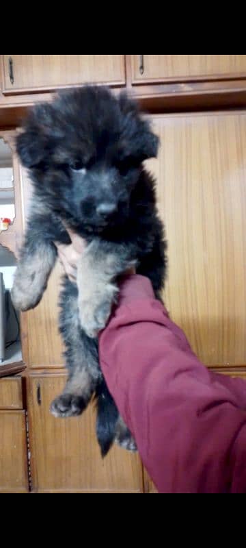 German shepherd puppy long coat 0