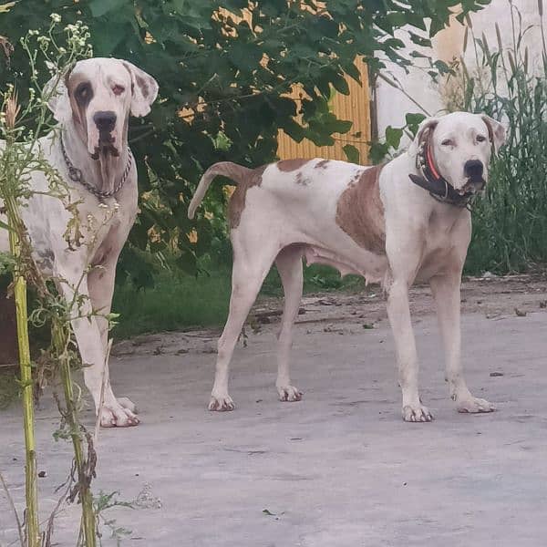 Extreme Size/Quality Pakistani Bully Kutta Puppies. 10