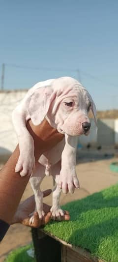 Extreme Size/Quality Pakistani Bully Kutta Puppies.