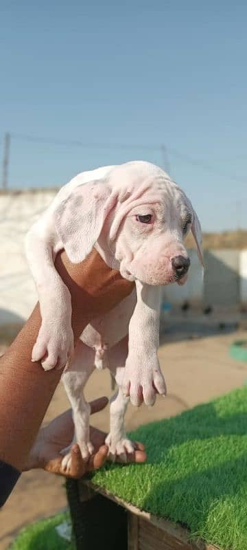 Extreme Size/Quality Pakistani Bully Kutta Puppies. 2