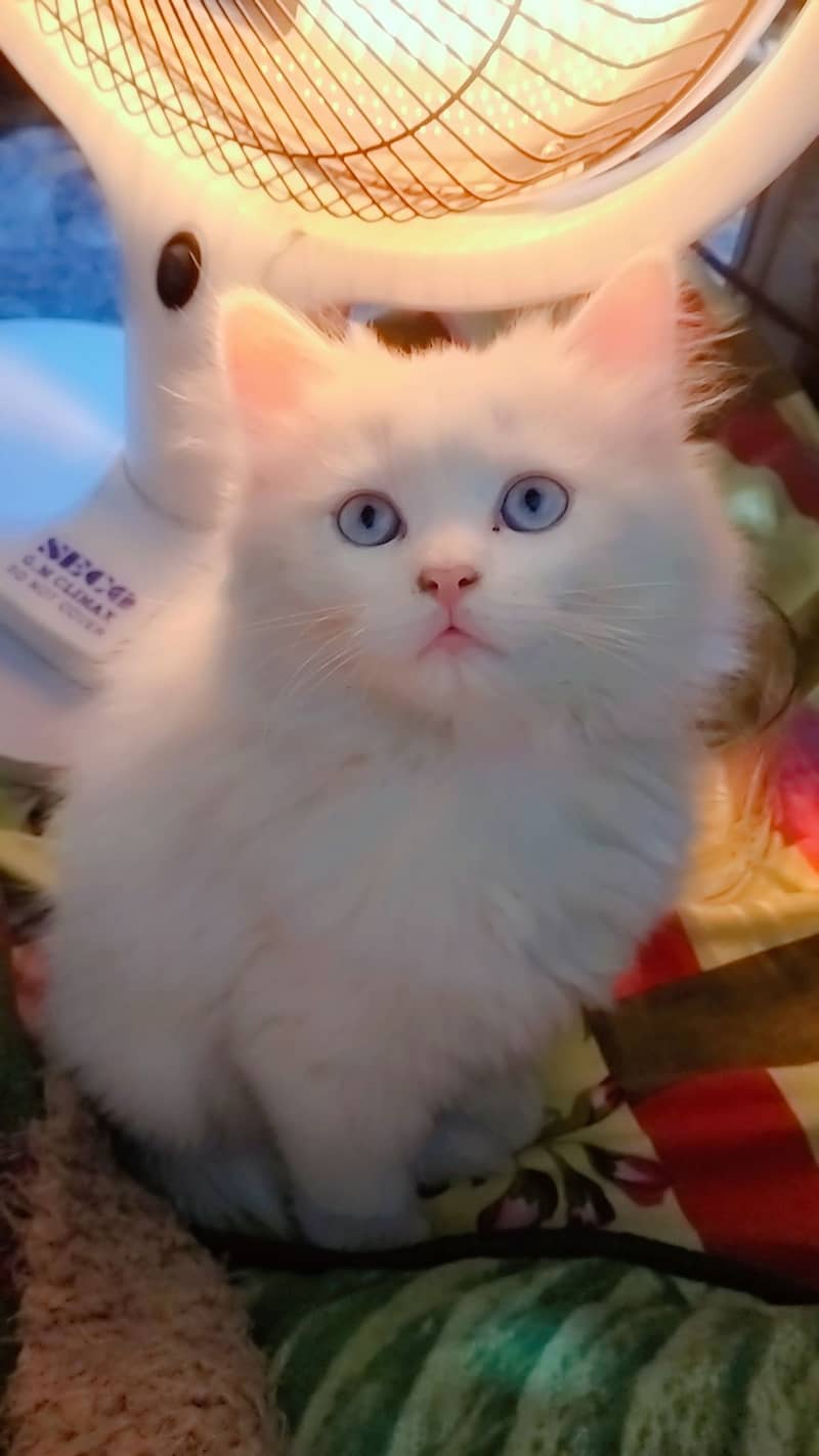 Pershain male kitten 3 mnth age long fluffly hair 0