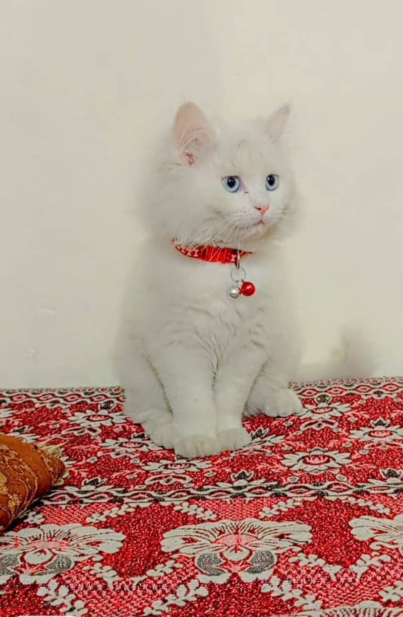 Pershain male kitten 3 mnth age long fluffly hair 1