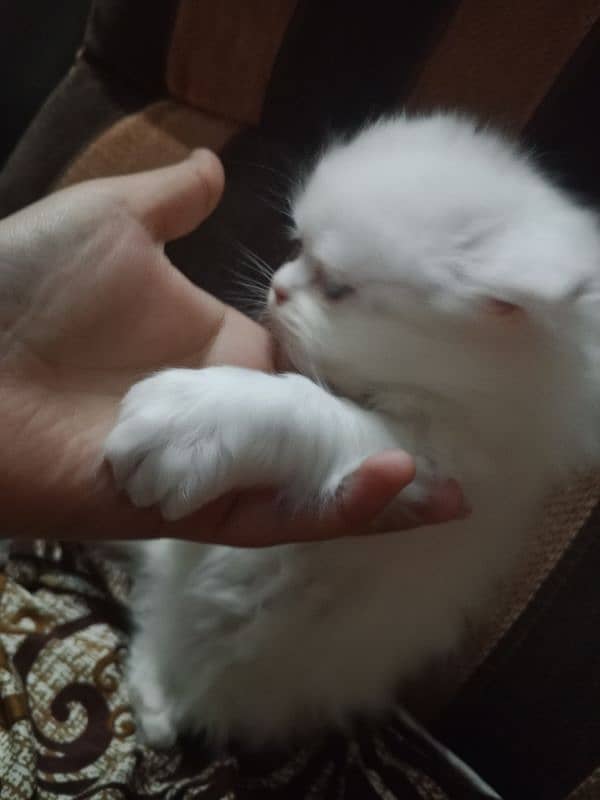 Black and white kitten pair punch & doll face 1