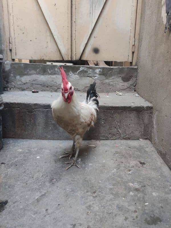 Active birds for sale contact 03021016147 1