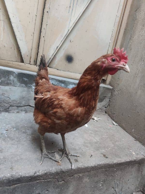 Active birds for sale contact 03021016147 2