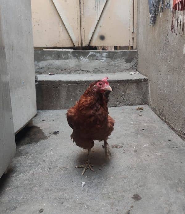 Active birds for sale contact 03021016147 3