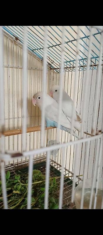 albino pair black eye 1