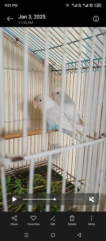 albino pair black eye 2