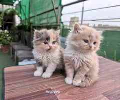 Persian kittens For sale Only contact whatup 03292450497