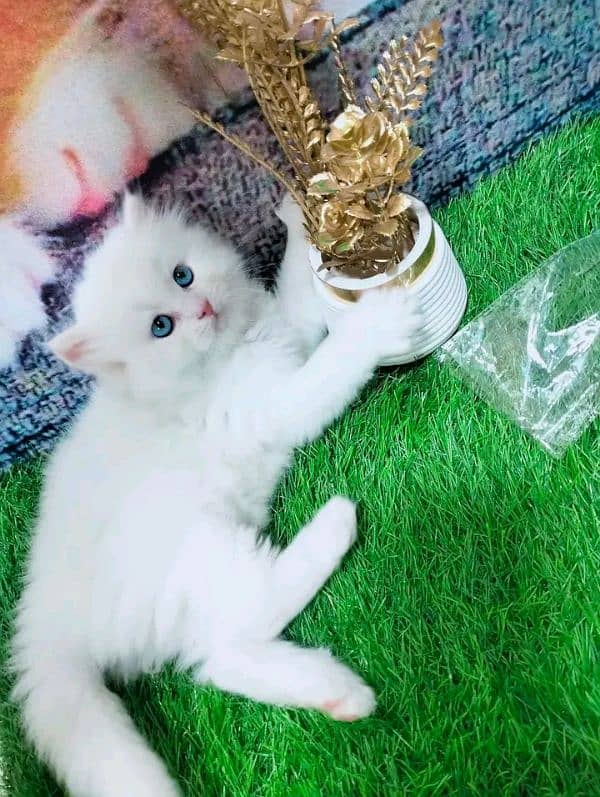 Persian kittens For sale Only contact whatup 03292450497 2