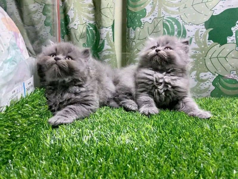 Persian kittens For sale Only contact whatup 03292450497 6