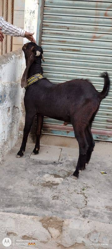 Dodh wali bakri + breedar bakre 10