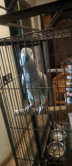 Hand tame Female African Grey Fully Talking With zero bite