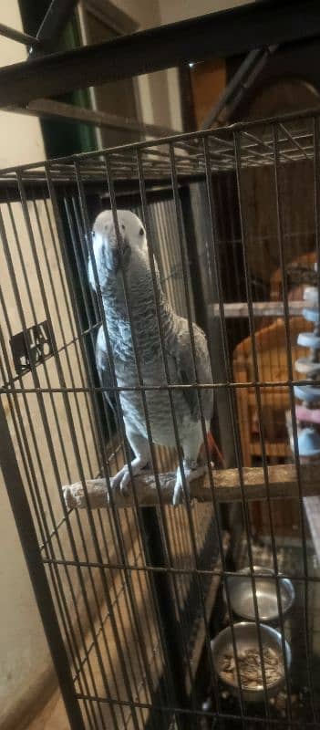 Hand tame Female African Grey Fully Talking With zero bite 0