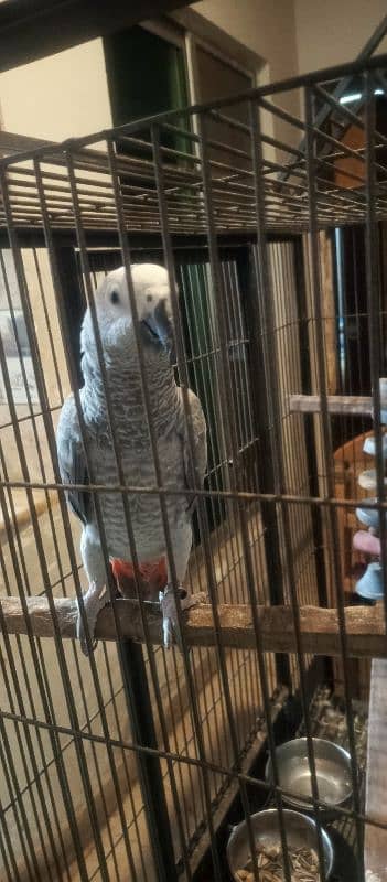 Hand tame Female African Grey Fully Talking With zero bite 1