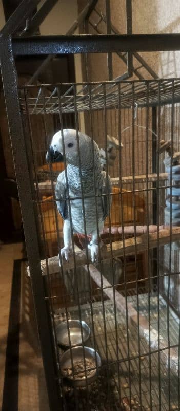 Hand tame Female African Grey Fully Talking With zero bite 2