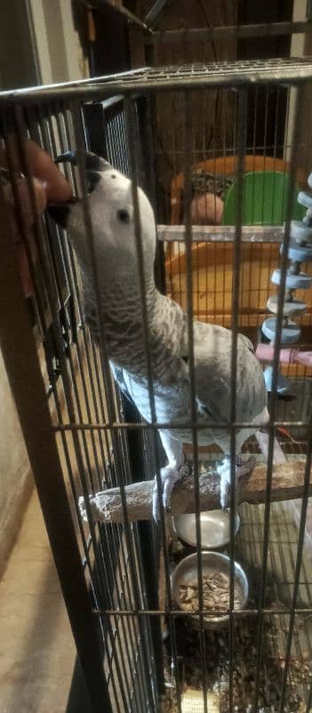 Hand tame Female African Grey Fully Talking With zero bite 3