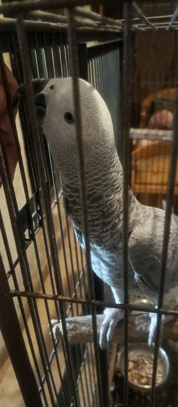 Hand tame Female African Grey Fully Talking With zero bite 4