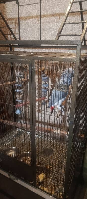 Hand tame Female African Grey Fully Talking With zero bite 5