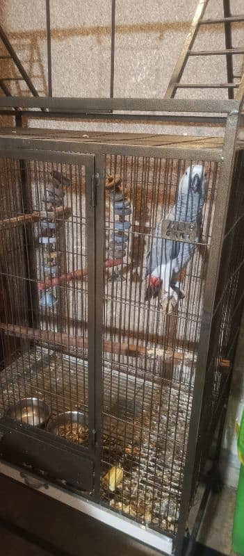 Hand tame Female African Grey Fully Talking With zero bite 6