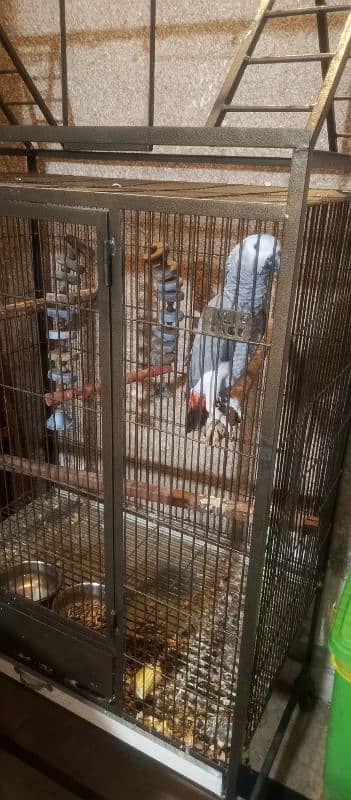 Hand tame Female African Grey Fully Talking With zero bite 7