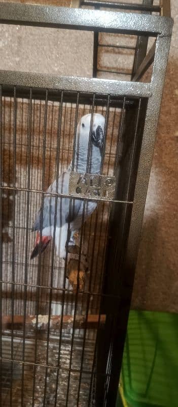 Hand tame Female African Grey Fully Talking With zero bite 8