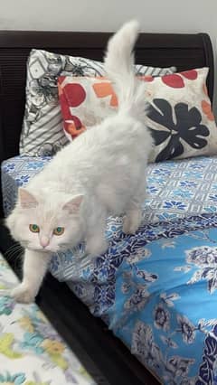 persian white femal cat for sale