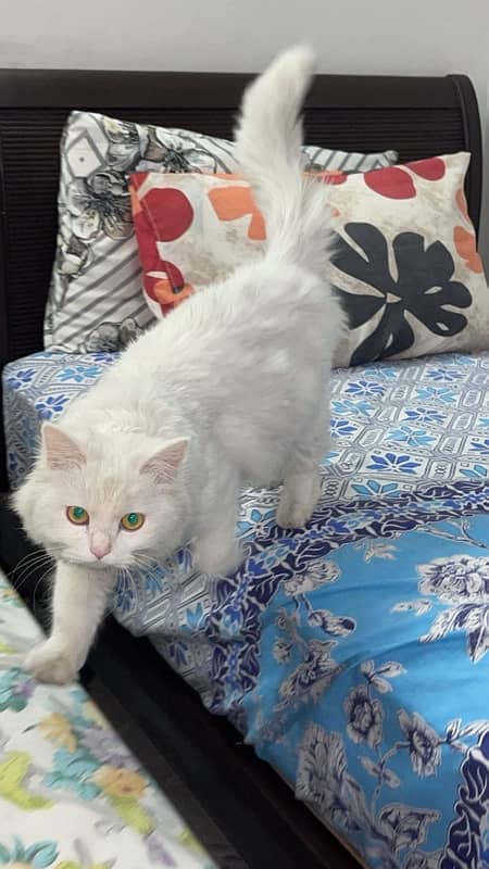 persian white femal cat for sale 0