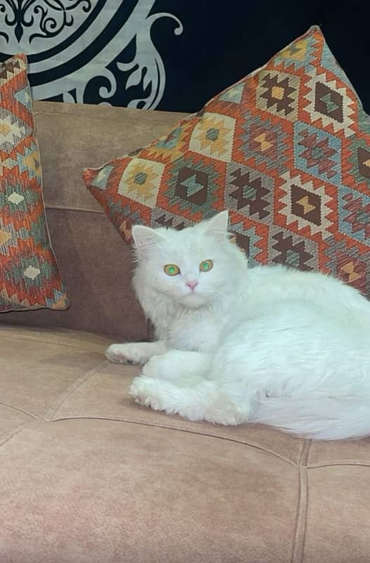 persian white femal cat for sale 1