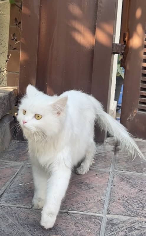 persian white femal cat for sale 2