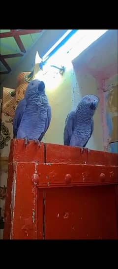 African grey parrots breader pair