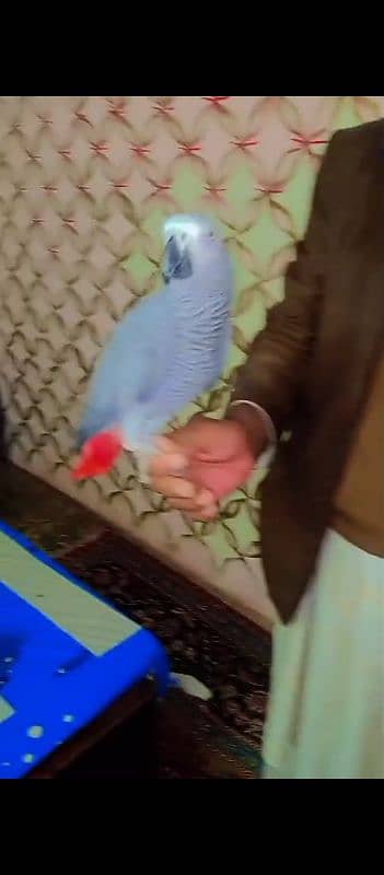 African grey parrots breader pair 1