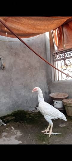 white shamo female available