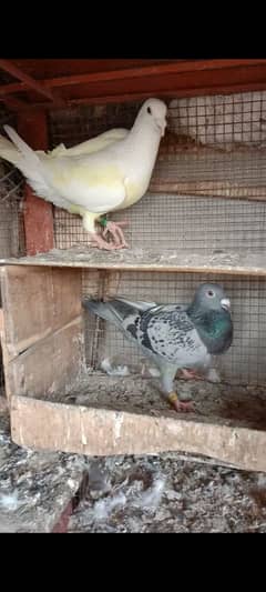 homing pigeons for sale