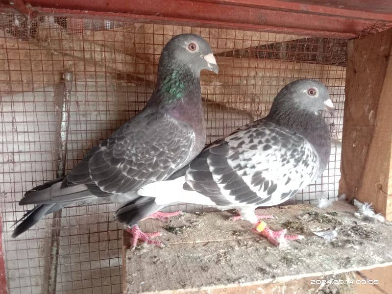 homing pigeons for sale 1