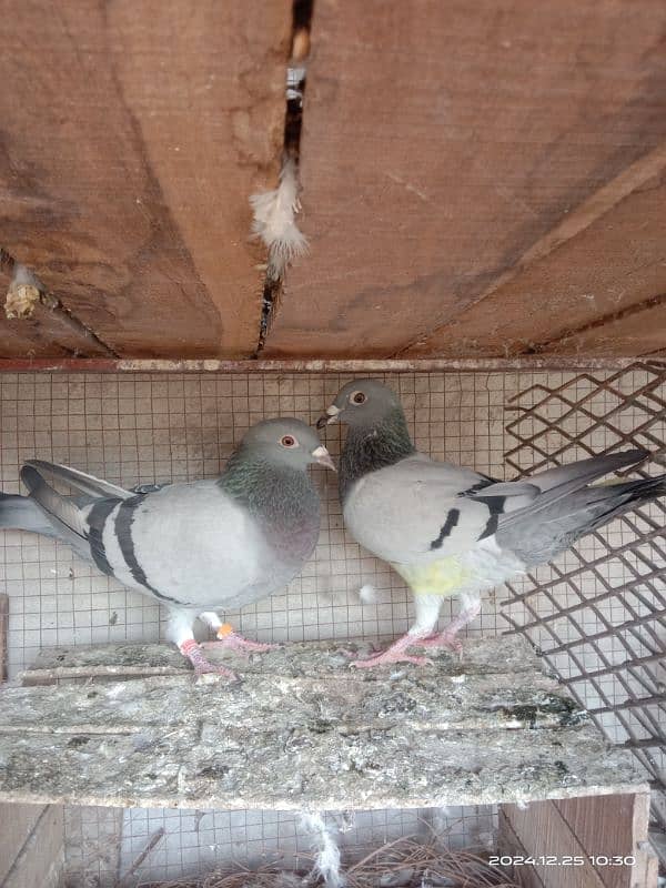 homing pigeons for sale 2