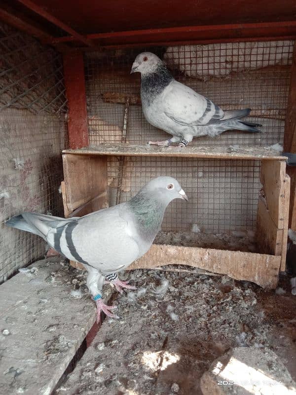 homing pigeons for sale 3