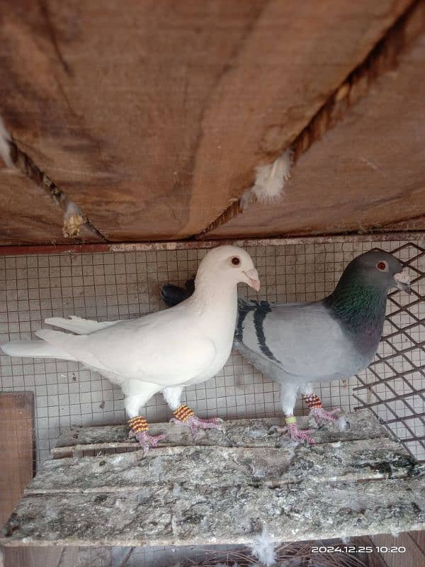 homing pigeons for sale 4