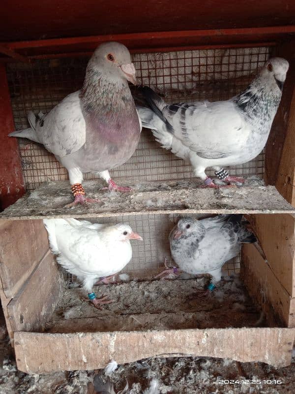 homing pigeons for sale 5