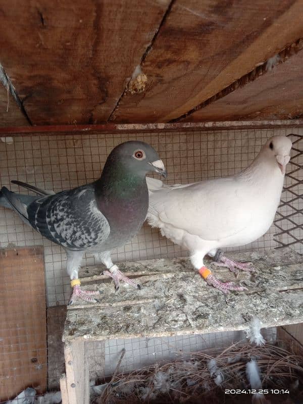 homing pigeons for sale 6