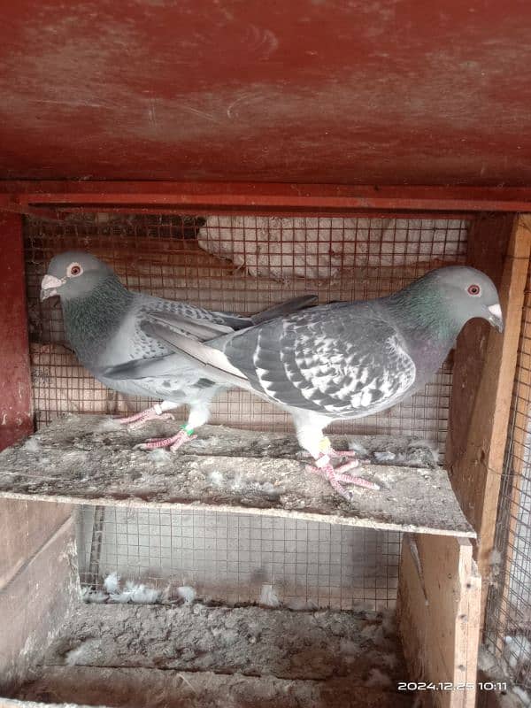 homing pigeons for sale 7