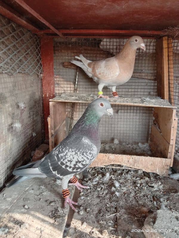 homing pigeons for sale 8